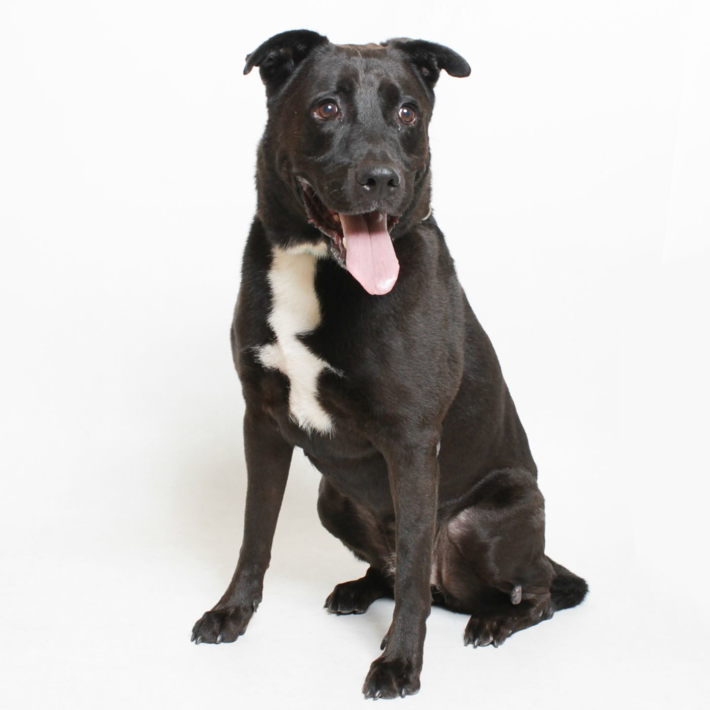 Martin County Pet of the Week 2